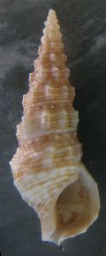 Cerithium repandum